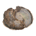 Petrified Wood 4 Inches Slab Approx 1190 ctw - Sticky add to cart bar