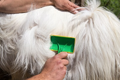 Cashmere Wool Produced and Processed