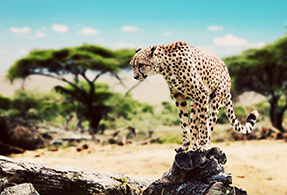 Cheetah on a rock Cheetah on a rock.